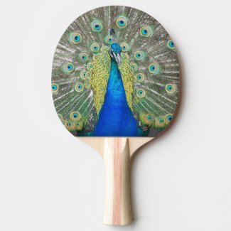 Blue Peacock Feather Plumage Photo