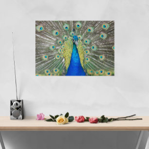 Blue Peacock Feather Plumage Photographic Acrylic Print