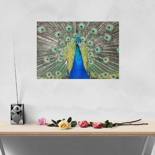 Blue Peacock Feather Plumage Photographic Acrylic Print