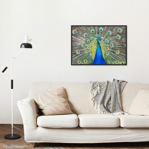 Blue Peacock Feather Plumage Poster