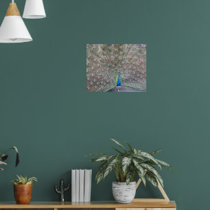 Blue Peacock Feather Plumage Poster