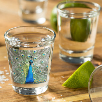 Blue Peacock Feather Plumage Shot Glass by northwestphotos at Zazzle
