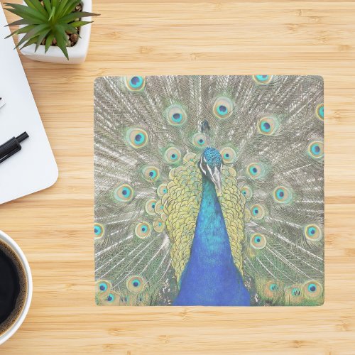 Blue Peacock Feather Plumage Stone Coaster