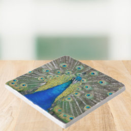 Blue Peacock Feather Plumage Trivet