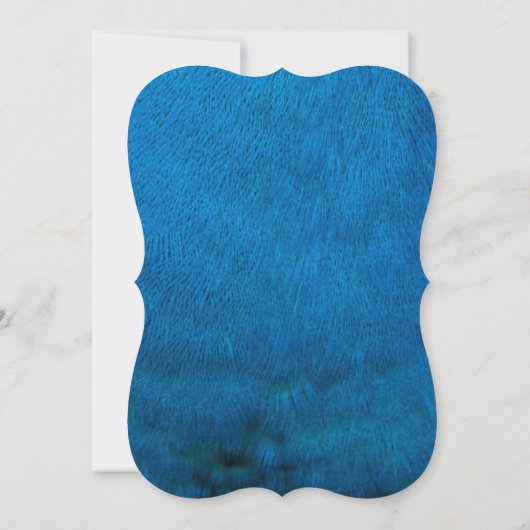 Blue peacock feathers (Back)