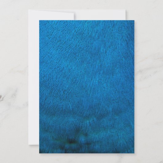 Blue peacock feathers (Back)