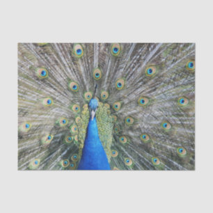 Blue Peacock Full Plumage Tissue Paper