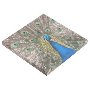 Blue Peacock Gallery Wrap