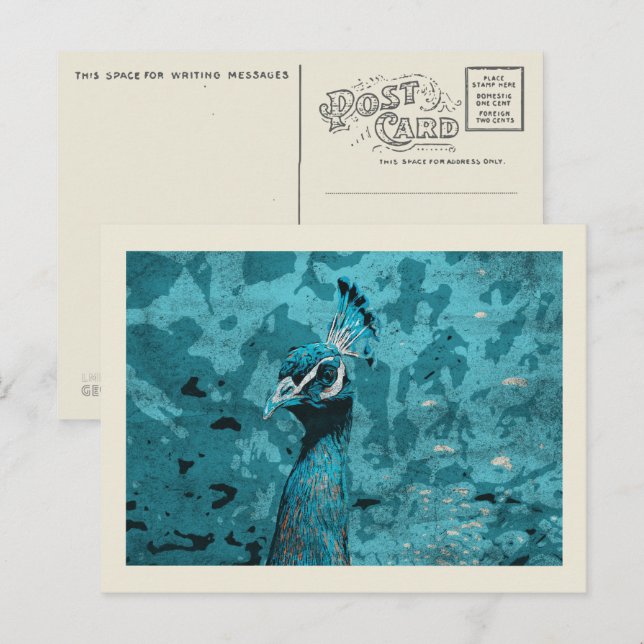 Blue Peacock portrait, peafowl male Postcard (Front/Back)