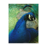 Blue Peacock Postcard