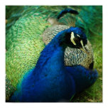 Blue Peacock Poster