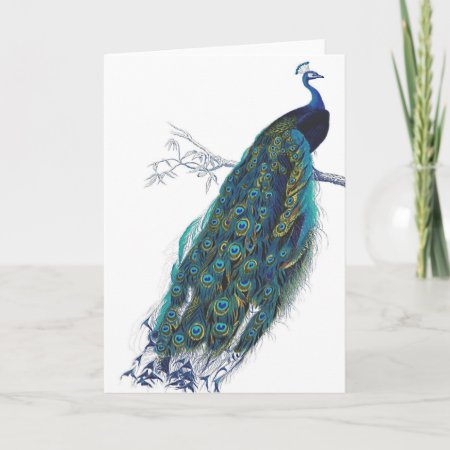 Blue Peacock With Beautiful Feathers Card