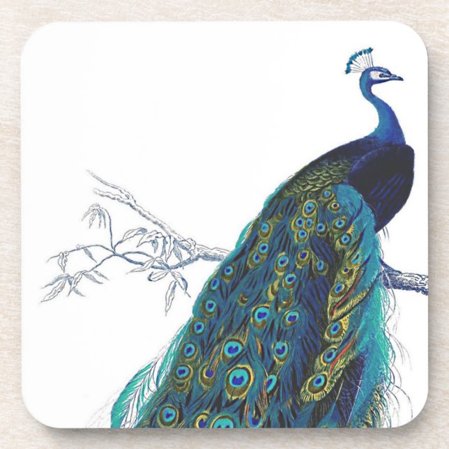 Blue Peacock with beautiful tail feathers Beverage Coaster (Front)