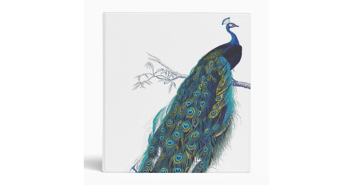 Blue Peacock with beautiful tail feathers Binder | Zazzle