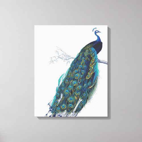 Blue Peacock with beautiful tail feathers Canvas Print