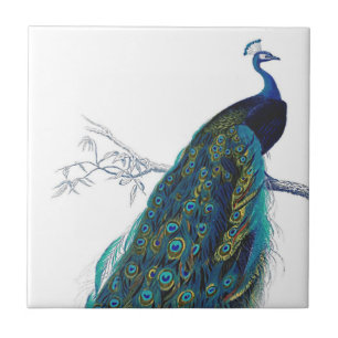 Blue Peacock with beautiful tail feathers Ceramic Tile