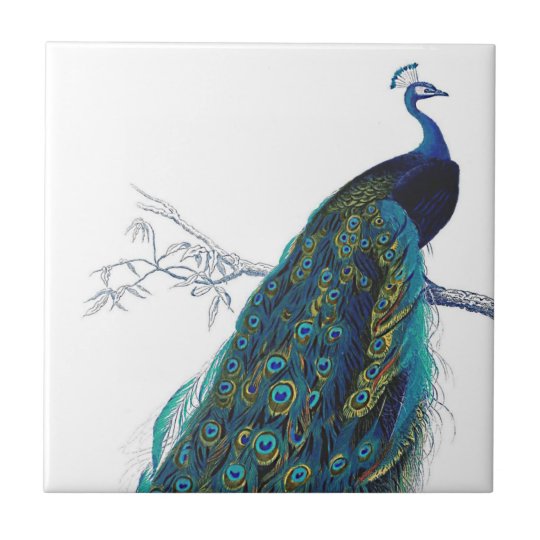Blue Pea With Beautiful Tail Feathers Ceramic Tile Zazzle
