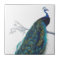 Blue Peacock with beautiful tail feathers