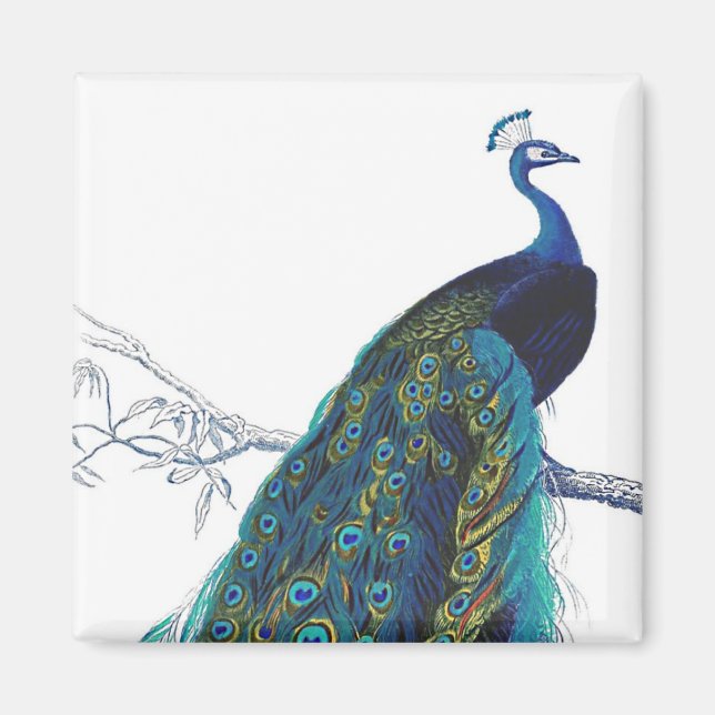 Blue Peacock with beautiful tail feathers Magnet (Front)