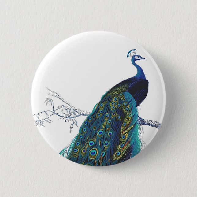 Blue Peacock with beautiful tail feathers Pinback Button (Front)