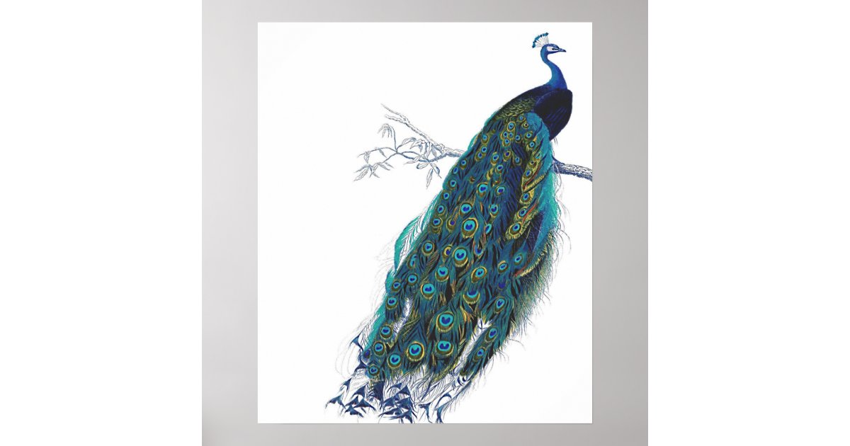 Blue Peacock with beautiful tail feathers Poster | Zazzle