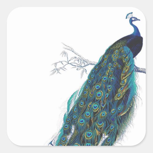 Blue Peacock with beautiful tail feathers Square Sticker