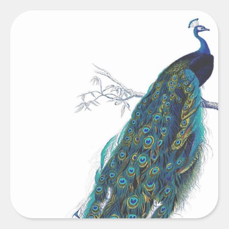 Blue Peacock With Beautiful Tail Feathers Square Sticker