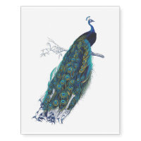 Blue Peacock with beautiful tail feathers