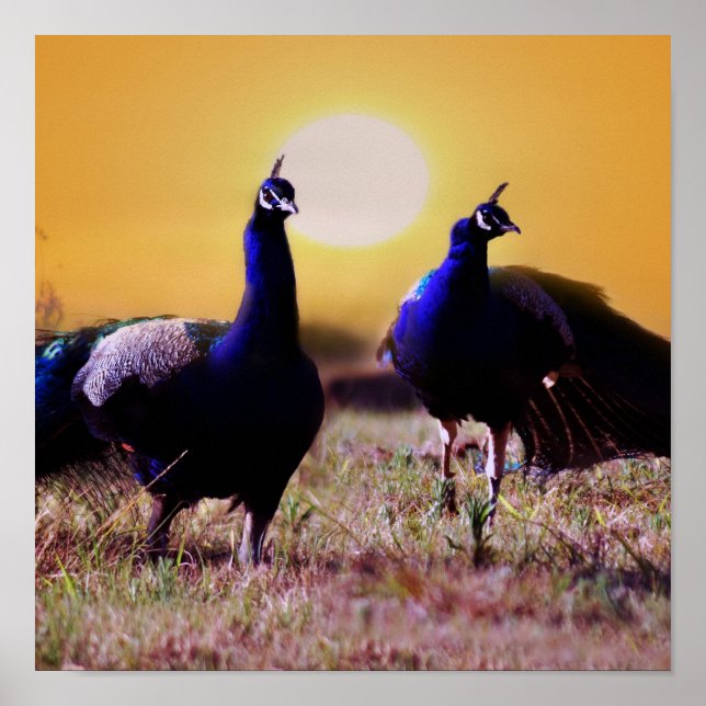 Blue peacocks poster (Front)