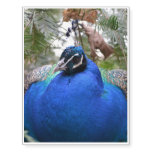 Blue Peafowl Bird Temporary Tattoos