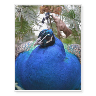 Blue Peafowl Bird Temporary Tattoos