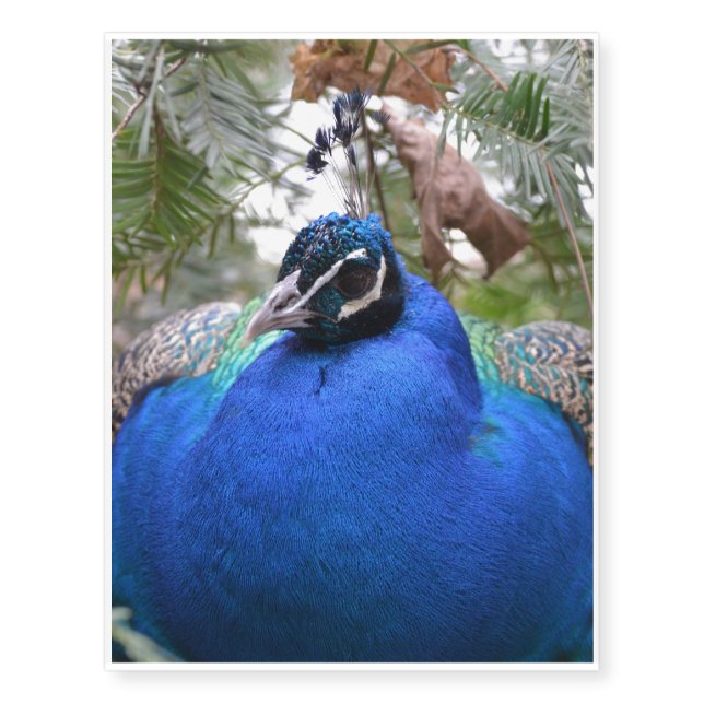 Blue Peafowl Bird Temporary Tattoos (Front)