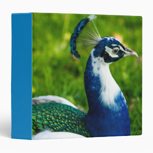 Blue Peaock Birds Binder