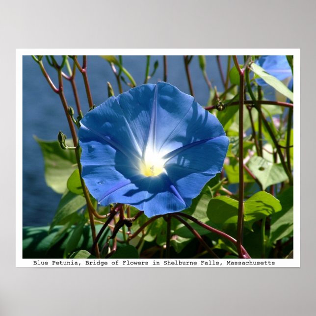 Blue Petunia on the Bridge of Flowers, Mass. Poster (Front)