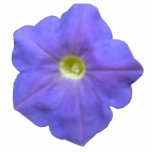 Blue Petunia Photo Sculpture<br><div class="desc">This photo sculpture features a photo of a blue petunia with shades of purple and a white centre.</div>