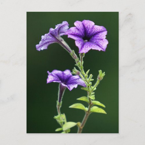 Blue Petunia Postcard