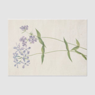 Blue Phlox by Mary Vaux Walcott Tissue Paper