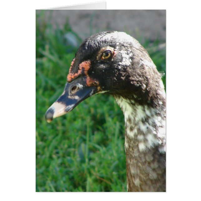 Blue Pied Muscovy Drake Cards (Front)