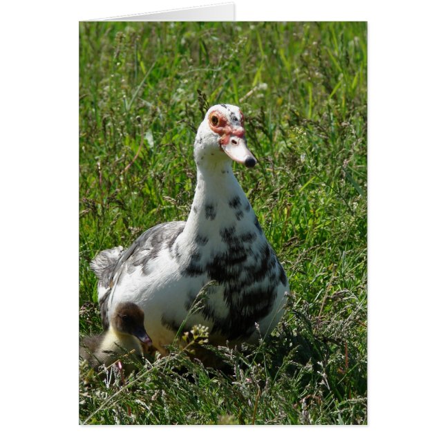 Blue Pied Muscovy Hen and Ducklings Cards (Front)