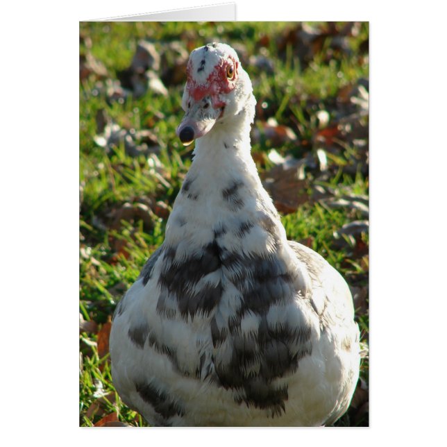Blue Pied Muscovy Hen Cards (Front)