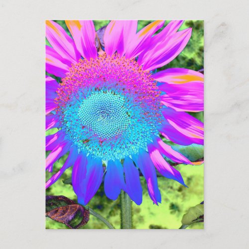 Blue pink funky retro sunflower photo postcard