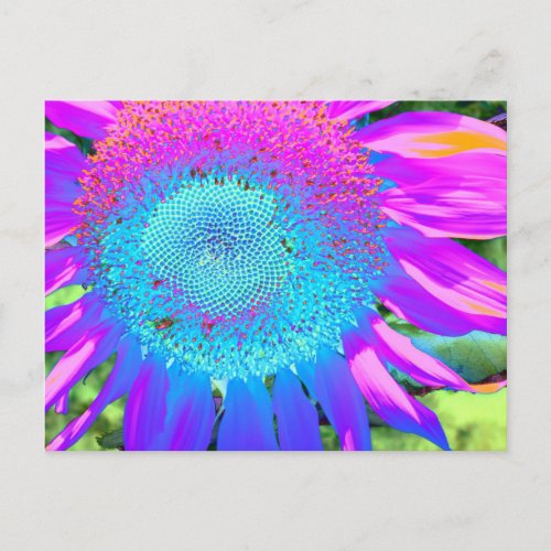 Blue pink retro funky sunflower photo postcard