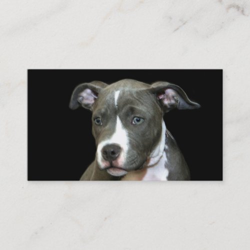 Blue Pitbull Puppy business cards