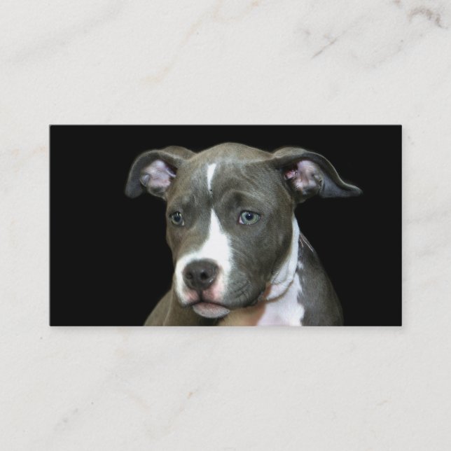 Blue Pitbull Puppy business cards (Front)