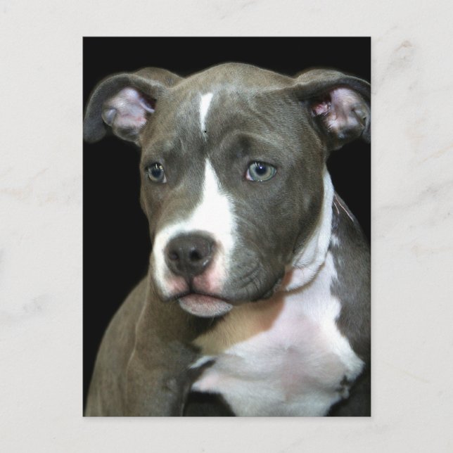 Blue Pitbull Puppy Postcard (Front)