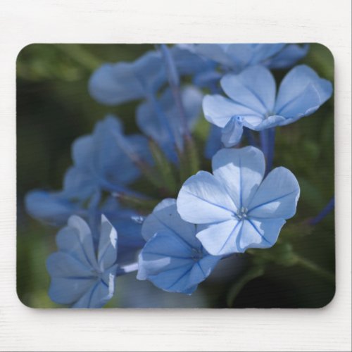 Blue Plumbago Flower Mouse Pad