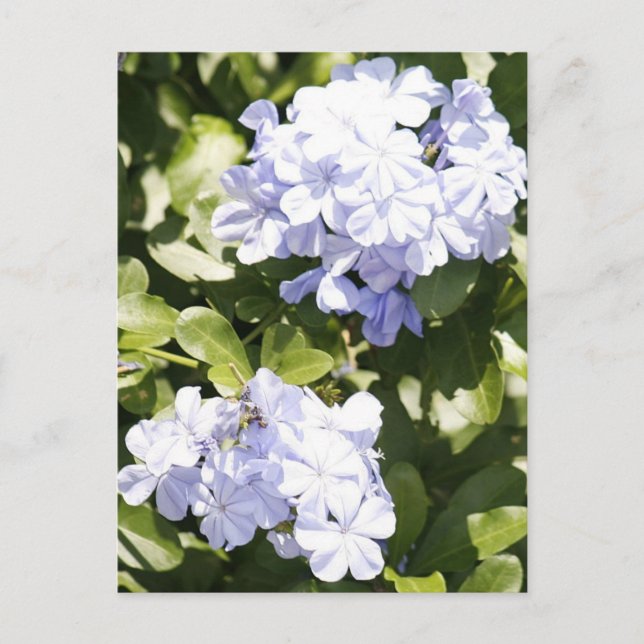 Blue Plumbago Flower Photo Postcard (Front)