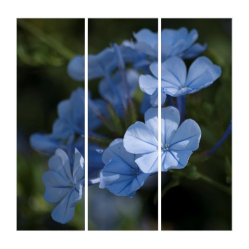 Blue Plumbago Flower Triptych