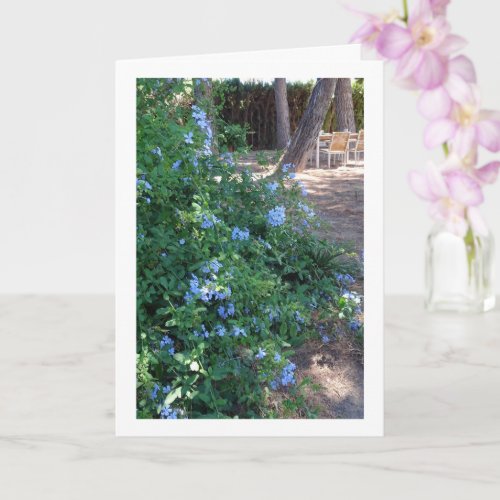 Blue Plumbago Flowering Plant Card