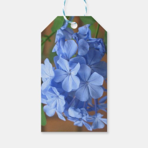 Blue Plumbago flowers Gift Tags